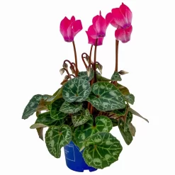 Alpenveilchen, Farben Zufällig, Mini, Topf-Ø 6 Cm, 12er-Set -Gartenserien Geschäft 0664400085 Cyclamen Mini rosa T6 12er Set 2 2a 116243