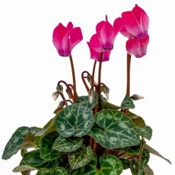 Alpenveilchen, Farben Zufällig, Mini, Topf-Ø 6 Cm, 12er-Set -Gartenserien Geschäft 0664400085 Cyclamen Mini rosa T6 12er Set 2 2b 116242