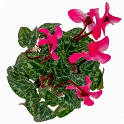 Alpenveilchen, Farben Zufällig, Mini, Topf-Ø 6 Cm, 12er-Set -Gartenserien Geschäft 0664400085 Cyclamen Mini rosa T6 12er Set 5 2a 116244
