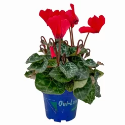 Alpenveilchen, Farben Zufällig, Mini, Topf-Ø 6 Cm, 12er-Set -Gartenserien Geschäft 0664400085 Cyclamen Mini rot T6 12er Set 2 2a 116240