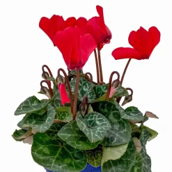 Alpenveilchen, Farben Zufällig, Mini, Topf-Ø 6 Cm, 12er-Set -Gartenserien Geschäft 0664400085 Cyclamen Mini rot T6 12er Set 2 2b 116239