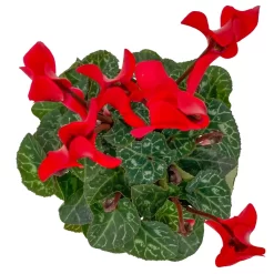 Alpenveilchen, Farben Zufällig, Mini, Topf-Ø 6 Cm, 12er-Set -Gartenserien Geschäft 0664400085 Cyclamen Mini rot T6 12er Set 6 2a 116241