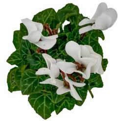 Alpenveilchen, Farben Zufällig, Mini, Topf-Ø 6 Cm, 12er-Set -Gartenserien Geschäft 0664400085 Cyclamen Mini weiss T6 12er Set 1 2a 116235