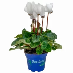 Alpenveilchen, Farben Zufällig, Mini, Topf-Ø 6 Cm, 12er-Set -Gartenserien Geschäft 0664400085 Cyclamen Mini weiss T6 12er Set 2 2a 116234