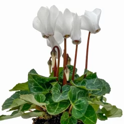 Alpenveilchen, Farben Zufällig, Mini, Topf-Ø 6 Cm, 12er-Set -Gartenserien Geschäft 0664400085 Cyclamen Mini weiss T6 12er Set 2 2b 116233