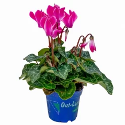 Alpenveilchen, Farben Zufällig, Mini, Topf-Ø 6 Cm, 12er-Set -Gartenserien Geschäft 0664400085 Cyclamen Mini zweifarbig T6 12er Set 2 2a 116237