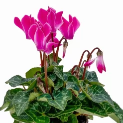 Alpenveilchen, Farben Zufällig, Mini, Topf-Ø 6 Cm, 12er-Set -Gartenserien Geschäft 0664400085 Cyclamen Mini zweifarbig T6 12er Set 2 2b 116236