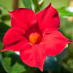 Dipladenie Rot, Busch, Topf-Ø 13/14 Cm, 3er-Set -Gartenserien Geschäft 0670110006 0670110013 0670110041 0670110043 0670110079 0670110119 0670110123 0670110125 0670110134 0670110149 0670110210 0670110216 Dipladenia Busch rot 76807