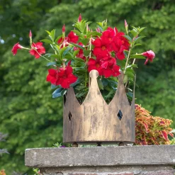 Dipladenie Rot, Busch, Topf-Ø 13/14 Cm, 3er-Set -Gartenserien Geschäft 0670110160 0670110216 Dipladenia Busch rot 75908