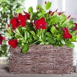 Dipladenie Rot, Busch, Topf-Ø 13/14 Cm, 3er-Set -Gartenserien Geschäft 0670110210 0670110216 Dipladenia Busch rot 75911