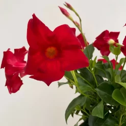 Dipladenie Rot, Busch, Topf-Ø 13/14 Cm, 3er-Set -Gartenserien Geschäft 0670110216 Dipladenia Busch rot 3er Set 4 111028