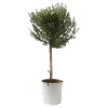 Myrte Weiß, Stamm, Topf-Ø 19 Cm