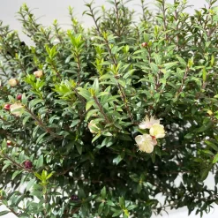 Myrte Weiß, Stamm, Topf-Ø 19 Cm -Gartenserien Geschäft 0670200102 Myrtus microphylla T19 4 112226