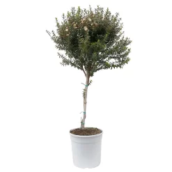 Myrte Weiß, Stamm, Topf-Ø 19 Cm -Gartenserien Geschäft 0670200102 Myrtus microphylla T19 6 112225