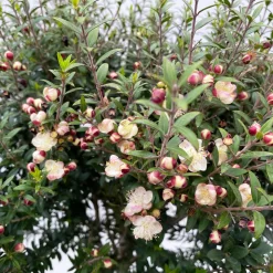 Myrte Weiß, Stamm, Topf-Ø 19 Cm -Gartenserien Geschäft 0670200102 Myrtus microphylla T19 8 112227