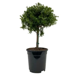 Myrte Weiß, Stamm, Topf-Ø 17 Cm, Höhe Ca. 35 Cm