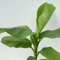 Bananenpflanze, Topf-Ø 17 Cm, Höhe Ca. 60 Cm, 2er-Set 11 Bananenpflanze, Topf-Ø 17 Cm, Höhe Ca. 60 Cm, 2er-Set -Gartenserien Geschäft 0680100202 0680100219 Musa basjo 6 111828