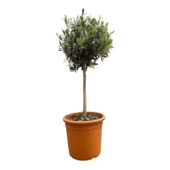 Olivenbaum, Stämmchen, Topf-Ø 26 Cm, Höhe Ca. 140 Cm -Gartenserien Geschäft 0680200009 Koelle Olea europaea Stamm T26 H100 2 92441