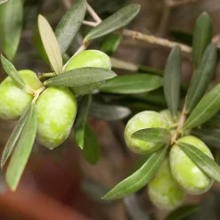 Olivenbaum 'Bonsai', Topf-Ø 25 Cm, Höhe Ca. 55 Cm -Gartenserien Geschäft 0680200048 0680200051 0680200054 0680200057 0680200061 0680200075 Koelle Olea europaea Busch1 76776 6
