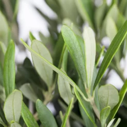 Olivenbaum, Stamm, Topf-Ø Ca. 60 Cm, Höhe Mind. 170 Cm -Gartenserien Geschäft 0680200048 0680200051 0680200054 0680200057 0680200061 0680200075 Koelle Olea europaea Busch 76777