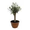 Olivenbaum 'Bonsai', Topf-Ø 25 Cm, Höhe Ca. 55 Cm