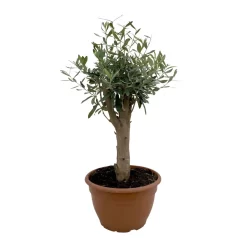 Olivenbaum 'Bonsai', Topf-Ø 25 Cm, Höhe Ca. 55 Cm