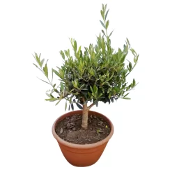 Olivenbaum 'Bonsai', Topf-Ø 25 Cm, Höhe Ca. 55 Cm -Gartenserien Geschäft 0680200048 Koelle Olea europaea Schale T25 2 78685