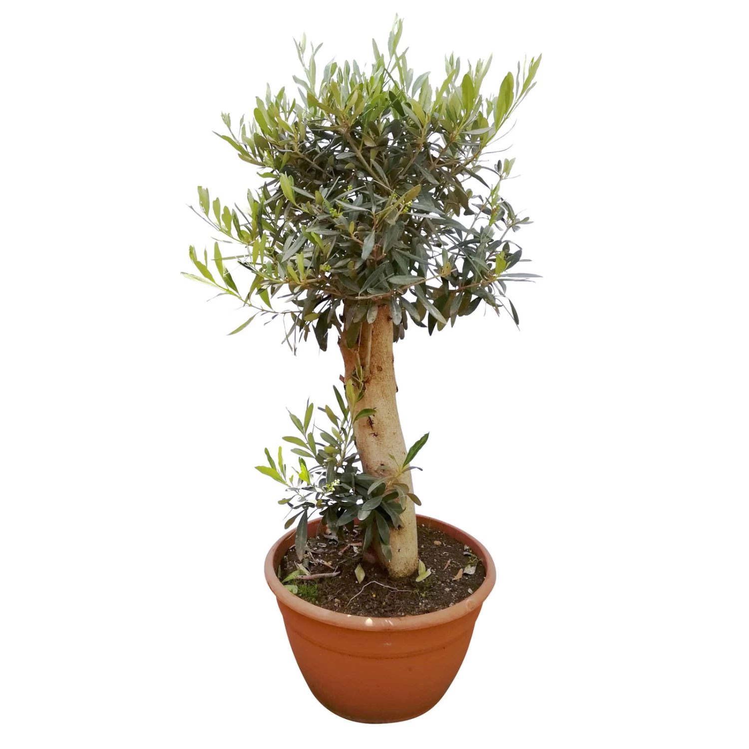 Olivenbaum 'Bonsai', Topf-Ø 30 Cm, Höhe Ca. 70 Cm 1 Olivenbaum 'Bonsai', Topf-Ø 30 Cm, Höhe Ca. 70 Cm