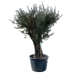 Olivenbaum, Stamm, Topf-Ø Ca. 60 Cm, Höhe Mind. 170 Cm -Gartenserien Geschäft 0680200104 Koelle Olea europaea Bonsai 7 109383