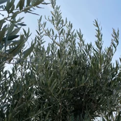 Olivenbaum, Stamm, Topf-Ø Ca. 60 Cm, Höhe Mind. 170 Cm -Gartenserien Geschäft 0680200104 Koelle Olea europaea Bonsai 9 109302