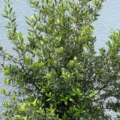 Olivenbaum 'Florida', Stamm, Topf-Ø Ca. 50 Cm, Höhe Ca. 170 Cm 15 Olivenbaum 'Florida', Stamm, Topf-Ø Ca. 50 Cm, Höhe Ca. 170 Cm -Gartenserien Geschäft 0680200116 Koelle Olea europaea T50 Stamm Florida 14 111438