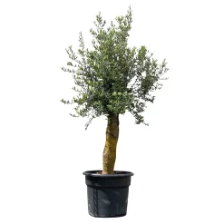 Olivenbaum 'Florida', Stamm, Topf-Ø Ca. 50 Cm, Höhe Ca. 170 Cm 13 Olivenbaum 'Florida', Stamm, Topf-Ø Ca. 50 Cm, Höhe Ca. 170 Cm -Gartenserien Geschäft 0680200116 Koelle Olea europaea T50 Stamm Florida 8 111593