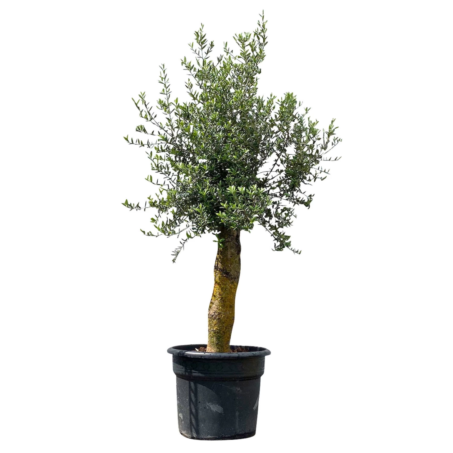 Olivenbaum 'Florida', Stamm, Topf-Ø Ca. 50 Cm, Höhe Ca. 170 Cm 3 Olivenbaum 'Florida', Stamm, Topf-Ø Ca. 50 Cm, Höhe Ca. 170 Cm – Bild 3