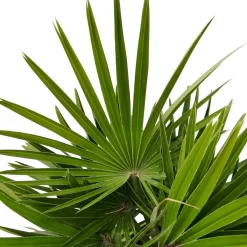 Chamaerops Humilis 'Sicilia', Topf-Ø 24 Cm, Höhe Ca. 60 Cm -Gartenserien Geschäft 0680300070 0680300001 Chamaerops humilis Sicilia T24 1545Fich Vulcano H80 78696 1