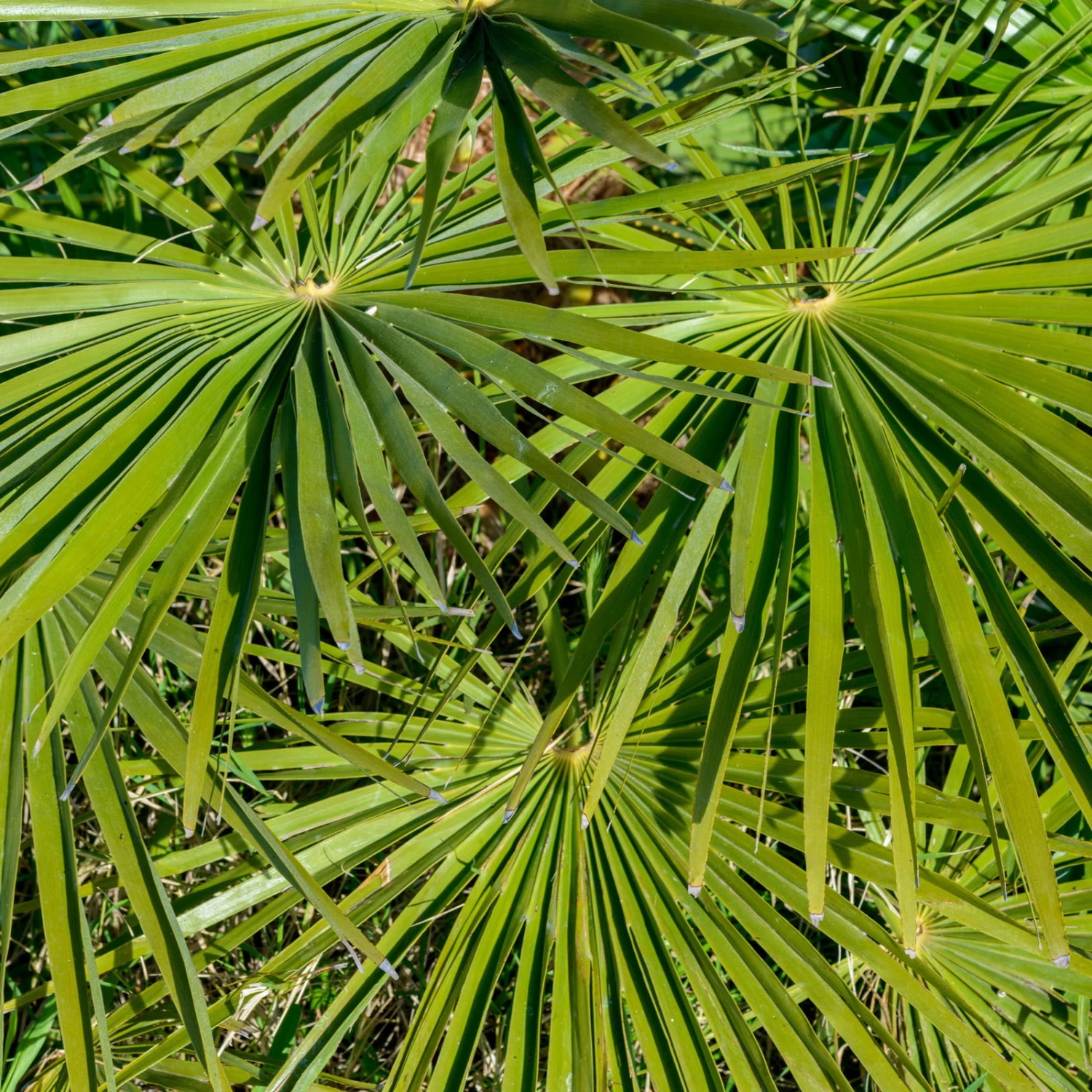 Hanfpalme, Topf-Ø 60 Cm, Höhe Ca. 180 Cm 1 Hanfpalme, Topf-Ø 60 Cm, Höhe Ca. 180 Cm