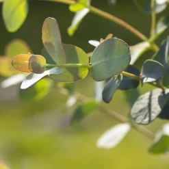 Eukalyptus, Stamm, Topf-Ø 22 Cm, Höhe Ca. 90 Cm 13 Eukalyptus, Stamm, Topf-Ø 22 Cm, Höhe Ca. 90 Cm -Gartenserien Geschäft 0680400001 0680400007 0680400010 0680400016 0680400019 0680400021 Eucalyptus gunii Busch1 77878