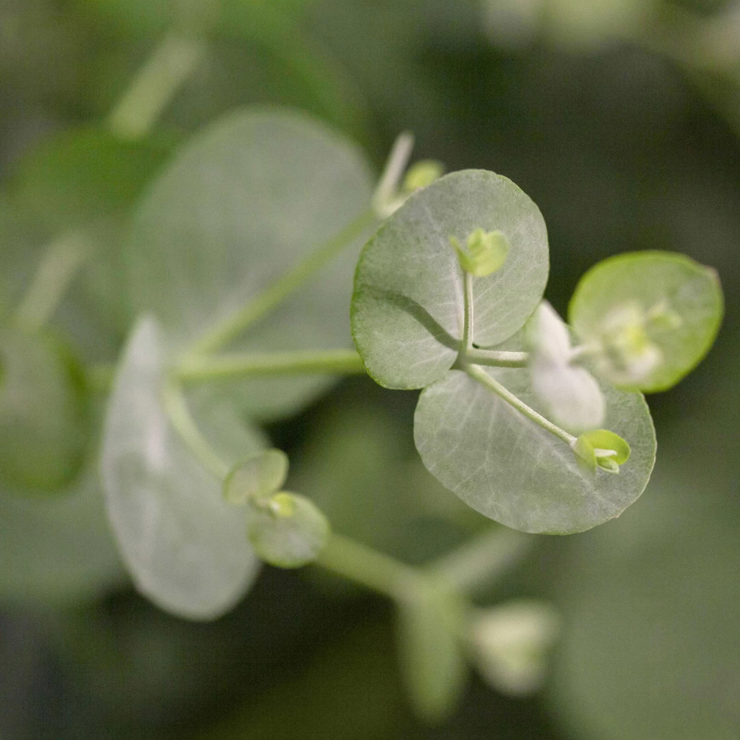 Eukalyptus, Stamm, Topf-Ø 22 Cm, Höhe Ca. 90 Cm 4 Eukalyptus, Stamm, Topf-Ø 22 Cm, Höhe Ca. 90 Cm – Bild 4
