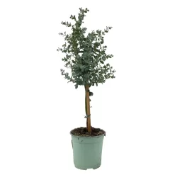 Eukalyptus, Stamm, Topf-Ø 17 Cm, Höhe Ca. 60 Cm 10 Eukalyptus, Stamm, Topf-Ø 17 Cm, Höhe Ca. 60 Cm -Gartenserien Geschäft 0680400002 Eucalyptus gunnii Stamm T17 2 107142