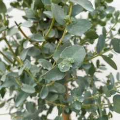 Eukalyptus, Stamm, Topf-Ø 17 Cm, Höhe Ca. 60 Cm 12 Eukalyptus, Stamm, Topf-Ø 17 Cm, Höhe Ca. 60 Cm -Gartenserien Geschäft 0680400002 Eucalyptus gunnii Stamm T17 3 106634