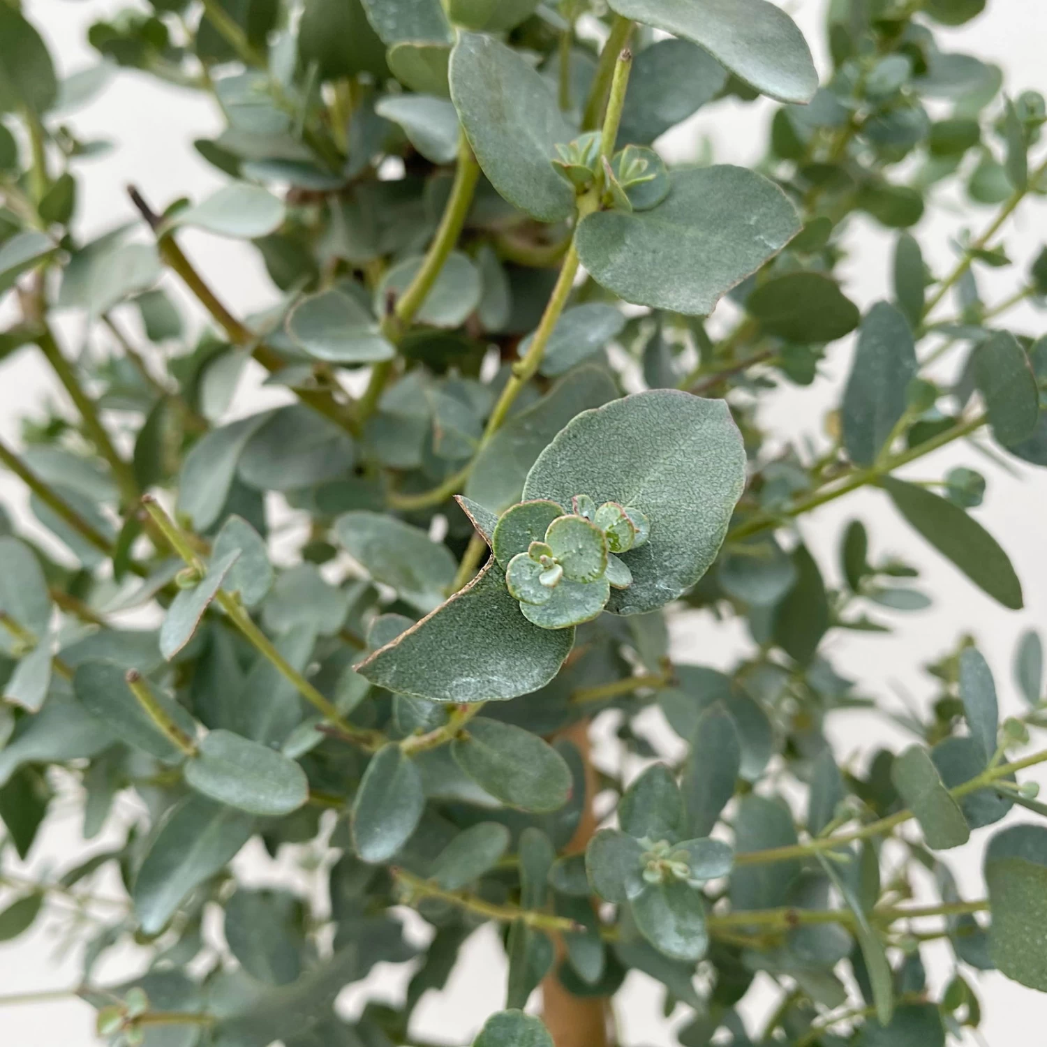 Eukalyptus, Stamm, Topf-Ø 17 Cm, Höhe Ca. 60 Cm 5 Eukalyptus, Stamm, Topf-Ø 17 Cm, Höhe Ca. 60 Cm – Bild 5