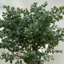 Eukalyptus, Stamm, Topf-Ø 17 Cm, Höhe Ca. 60 Cm 11 Eukalyptus, Stamm, Topf-Ø 17 Cm, Höhe Ca. 60 Cm -Gartenserien Geschäft 0680400002 Eucalyptus gunnii Stamm T17 5 114146