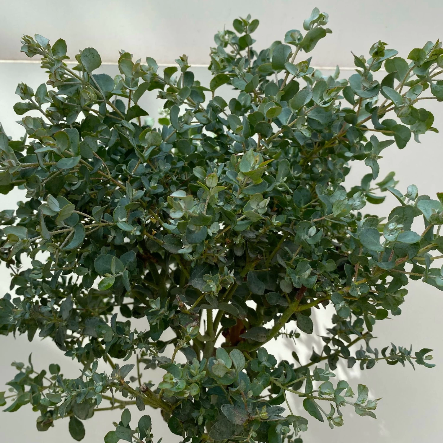 Eukalyptus, Stamm, Topf-Ø 17 Cm, Höhe Ca. 60 Cm 4 Eukalyptus, Stamm, Topf-Ø 17 Cm, Höhe Ca. 60 Cm – Bild 4