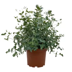 Eukalyptus, Busch, Topf-Ø 19 Cm, Höhe Ca. 45 Cm