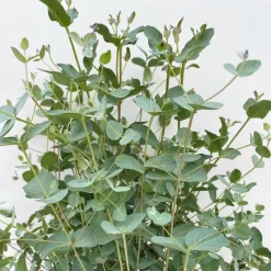 Eukalyptus, Busch, Topf-Ø 19 Cm, Höhe Ca. 45 Cm -Gartenserien Geschäft 0680400016 Eucalyptus gunnii Busch T19 3 106636