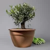Olivenbaum 'Bonsai', Topf-Ø 35 Cm, Höhe Ca. 90 Cm