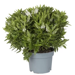 Hebe Weiß, Topf-Ø 19 Cm, 2er-Set