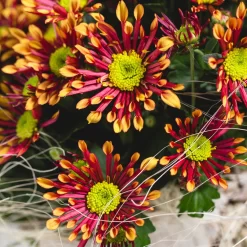 Chrysanthemen 'Splash Energy', Rot-gelb, Topf-Ø 14 Cm, 4er-Set -Gartenserien Geschäft 0690110198 Chrysanthemum Splash Energy image003 79361