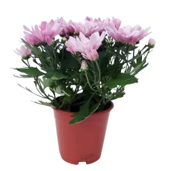 Chrysanthemen 'Chrysanne® Grandezza Pink', Pink, Topf-Ø 13 Cm, 6er-Set -Gartenserien Geschäft 0690110209 Chrysantheme Grandezza pink image002 81608