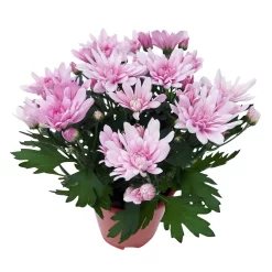 Chrysanthemen 'Chrysanne® Grandezza Pink', Pink, Topf-Ø 13 Cm, 6er-Set -Gartenserien Geschäft 0690110209 Chrysantheme Grandezza pink image005 81607