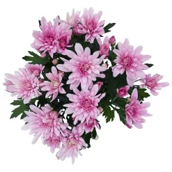 Chrysanthemen 'Chrysanne® Grandezza Pink', Pink, Topf-Ø 13 Cm, 6er-Set -Gartenserien Geschäft 0690110209 Chrysantheme Grandezza pink image006 81606